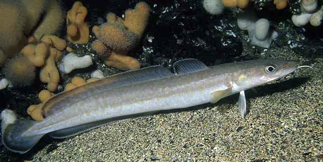(Lotidae Bonaparte, 1835) Семейство Лотиды, Налимовые, Family Lotidae ...